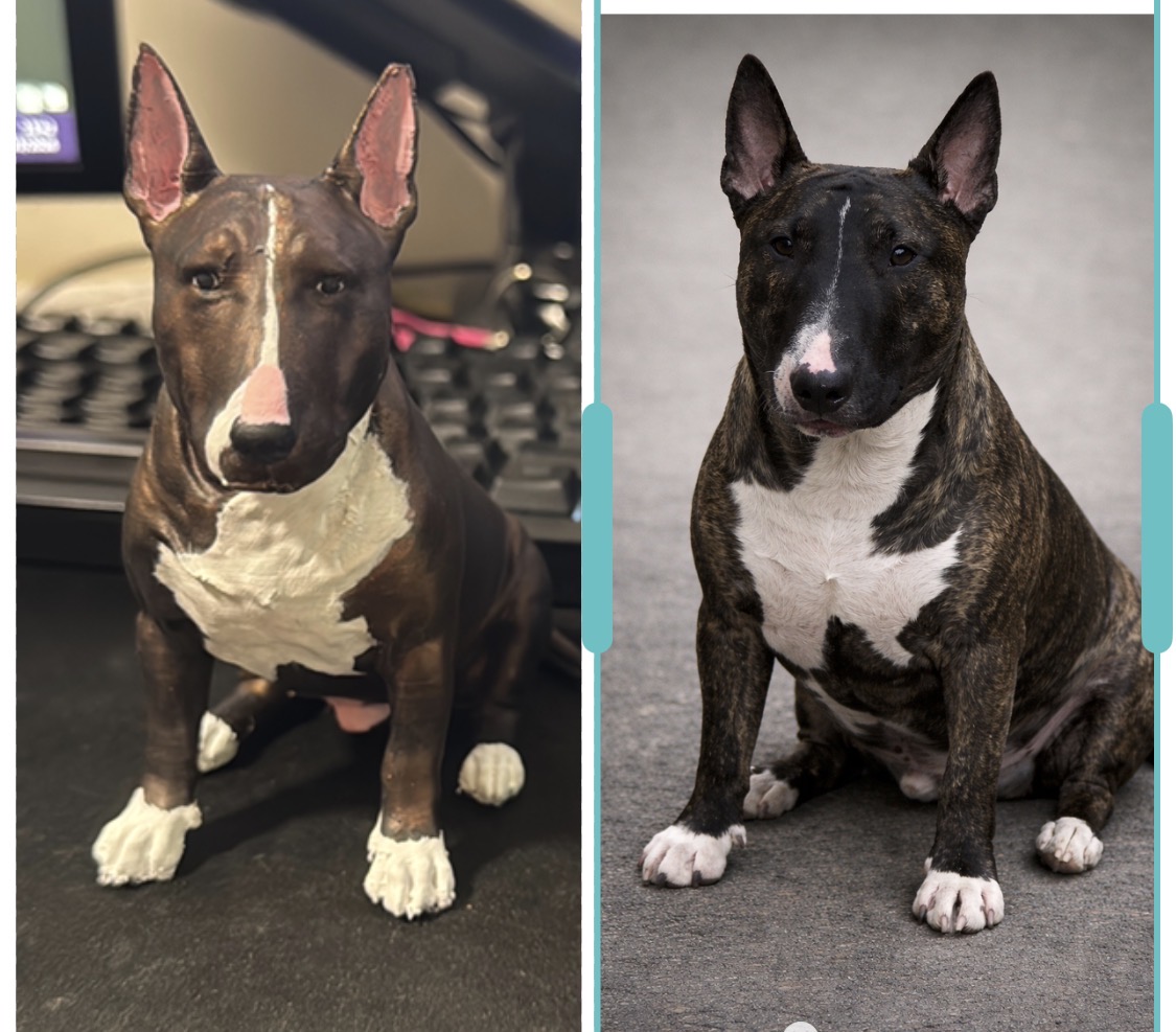 Miniatura de bull terrier de pelagem tigrada, à esquerda, e foto de referência, à direita.