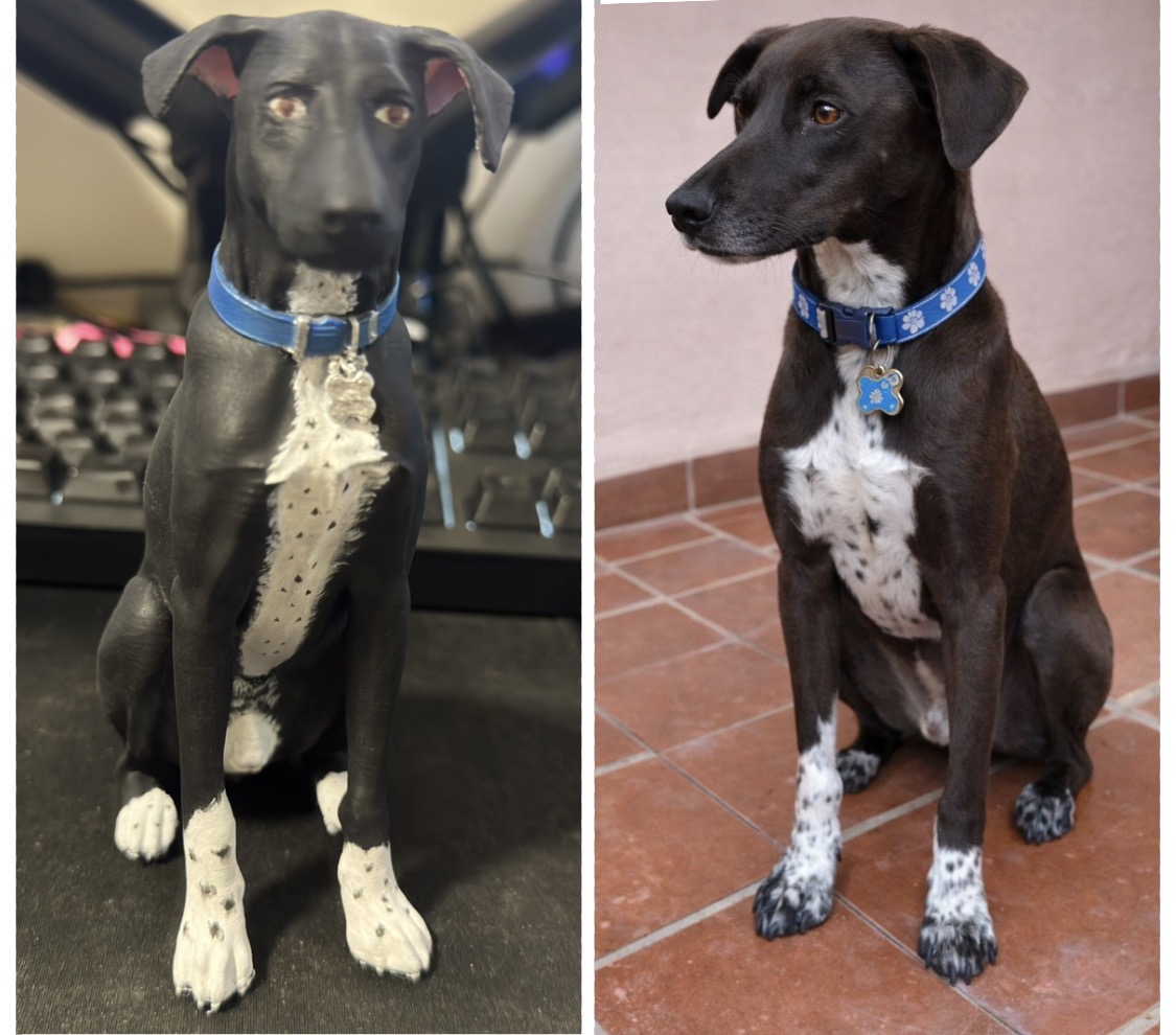 Miniatura de cachorro preto com manchas brancas e coleira azul, à esquerda, e foto do pet, à direita.